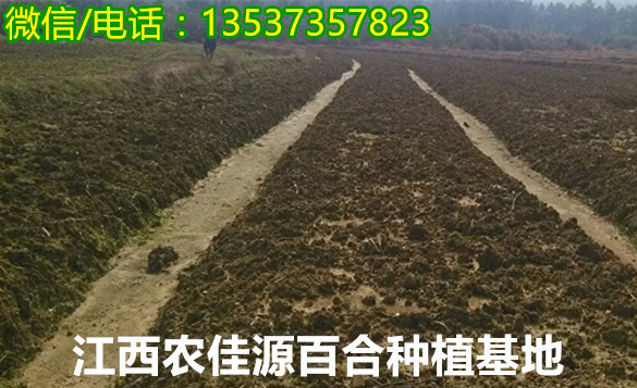 河源鲜百合什么地方能买到