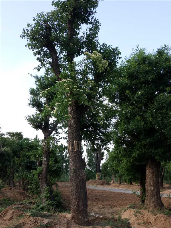 车梁木当选青州顺地苗木：山东车梁木