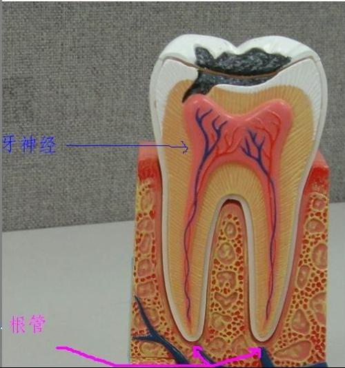 沈阳纳米炫齿浮雕技术培训