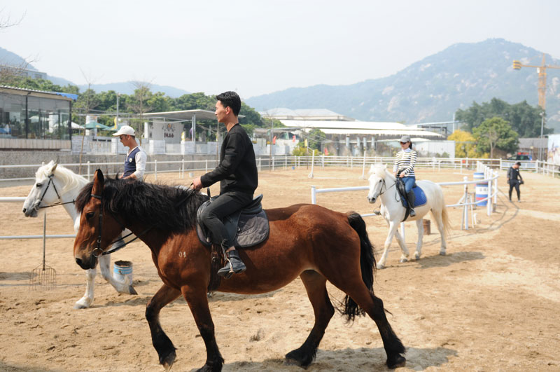 厦门哪里有马骑 厦门黄厝哪里有马骑 厦门黄厝附近哪里有马骑 厦门骑马的地方-荣成马术俱乐部