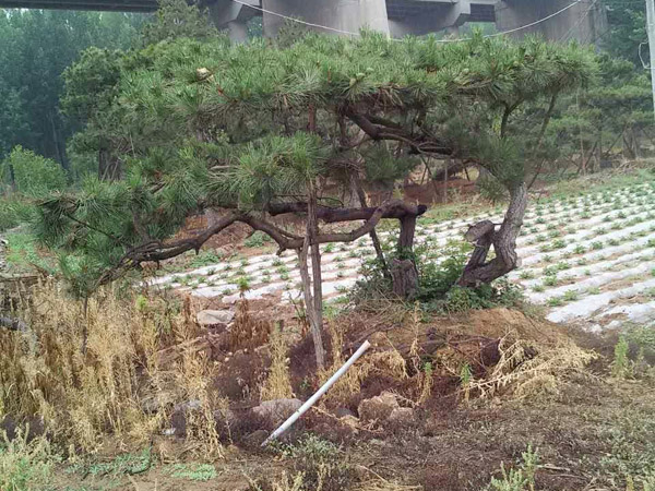 山东造型松树供应基地——重庆造型松树