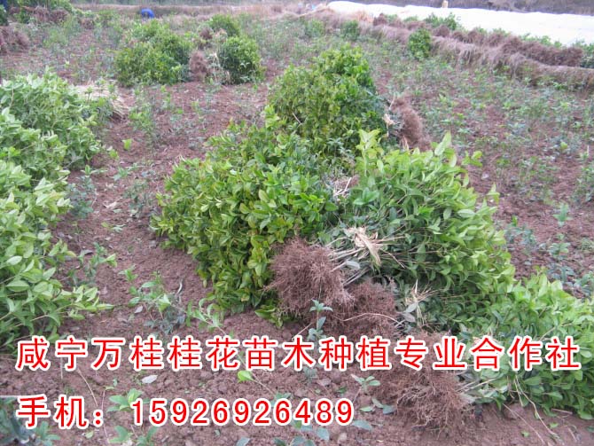 荣成红叶石楠苗_桂花二年苗批发价格【万桂桂花】