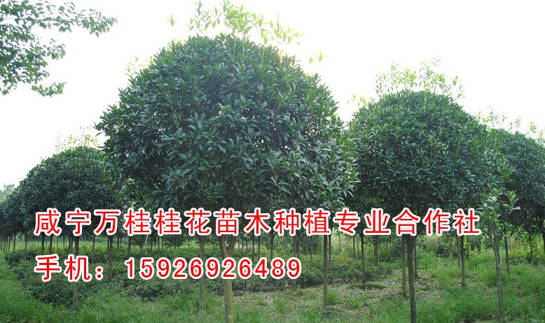 5公分桂花树批发价格【万桂桂花】