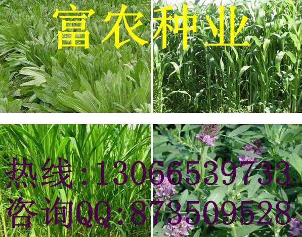 养鱼牧草品种| 山东裕华种业公司