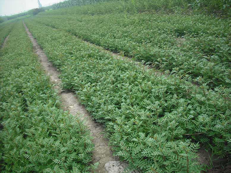 河北韩城大红袍花椒苗供应商_报价