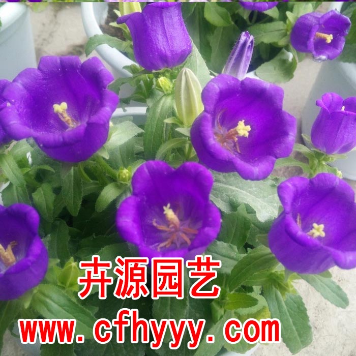 万寿菊F1种子采购,采购【卉源园艺】