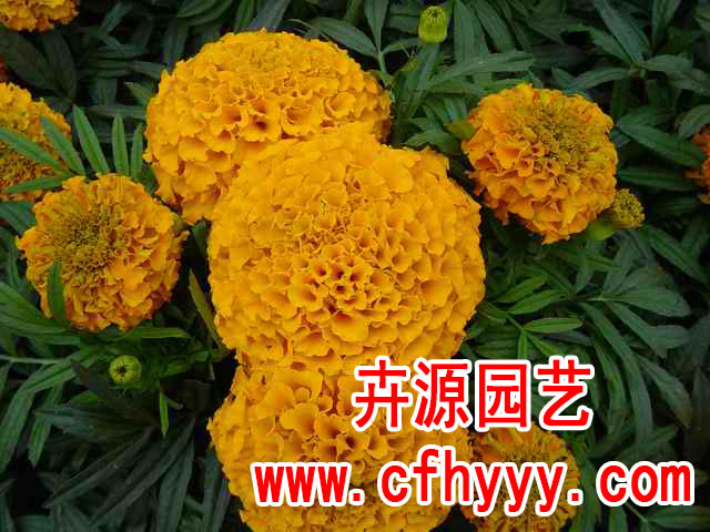 虞美人种子厂商,厂家【卉源园艺】