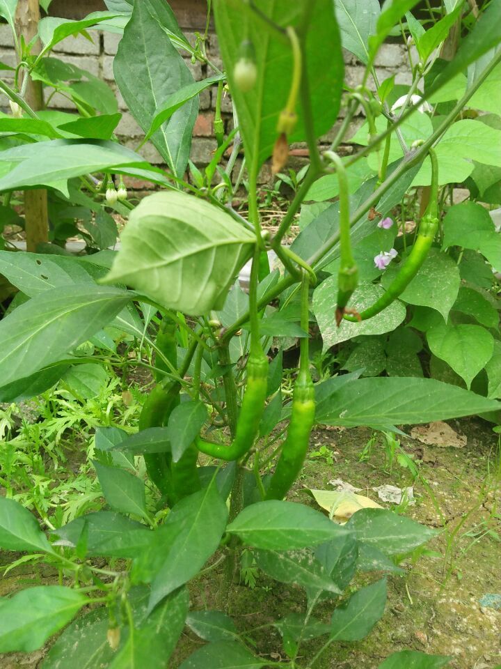 固始笨黃瓜,固始農(nóng)產(chǎn)品,黃瓜