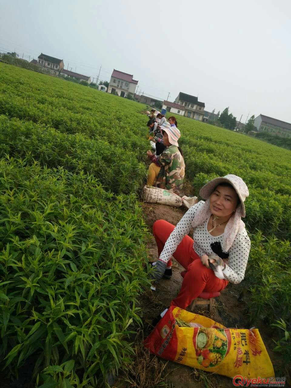 提供嫁接技術(shù)/嫁接工人/果樹苗嫁接/綠化苗木嫁接/花卉嫁接
