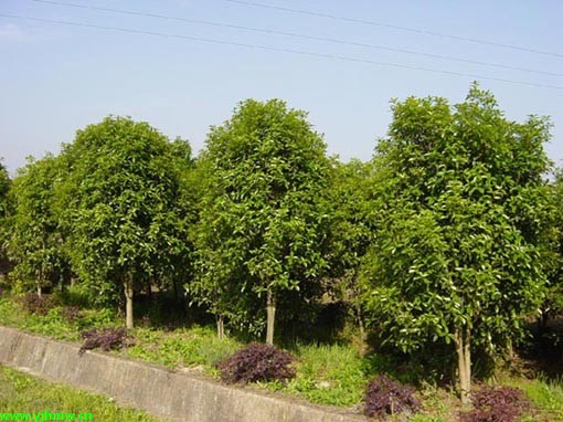 花木价格：蔷微、八月桂花、金钟花、红叶碧桃、迎春、香樟、杜鹃