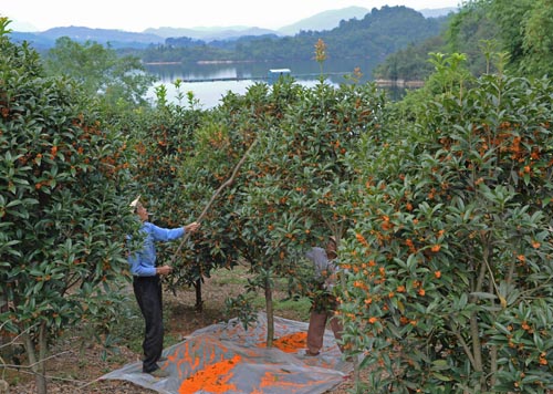 喬木價格：國槐、金桂、紅楓、白榆、丹桂、梅花、珍珠梅、美人梅