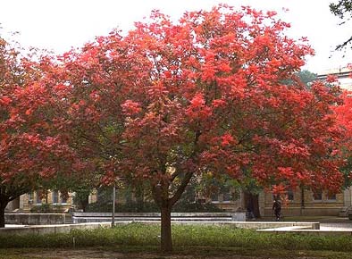 花木價格：夾竹桃、壽星桃、鉛筆柏、日本櫻花、紫荊、油松、紫薇