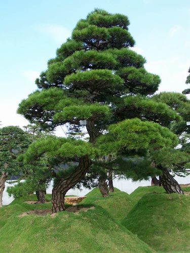 花木售價：枇杷、小葉女貞造型、紫丁香、羅漢松、花石榴、紅瑞木