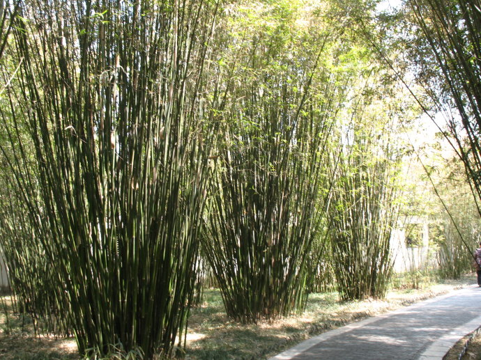 竹子报价：早园竹、刚竹、紫竹、常夏石竹、箬竹、湿地松、马尾松