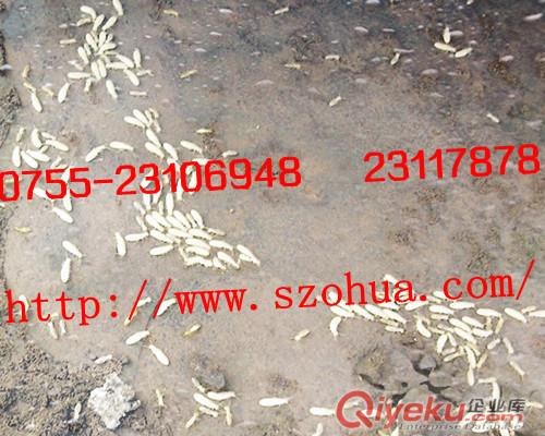 西麗 西鄉(xiāng)白蟻防治 澳華專業(yè)白蟻公司 {gx}環(huán)保