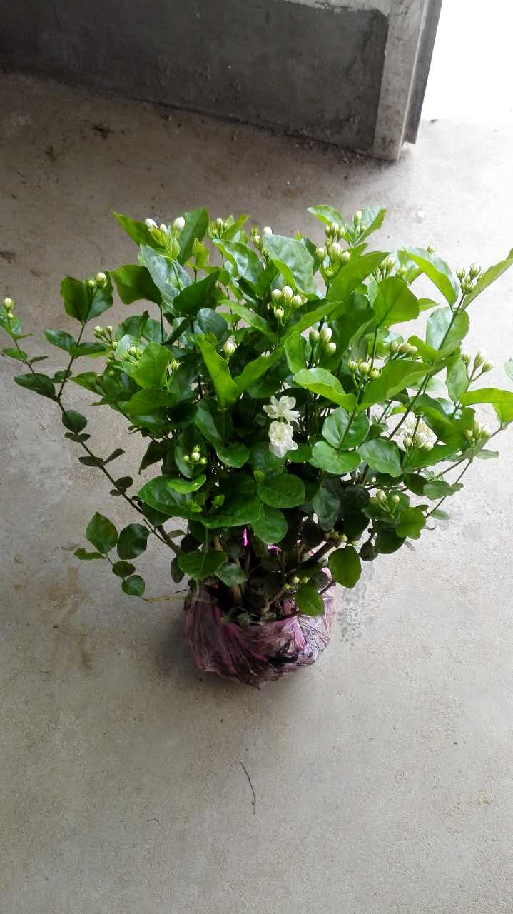茉莉花原始圖片2