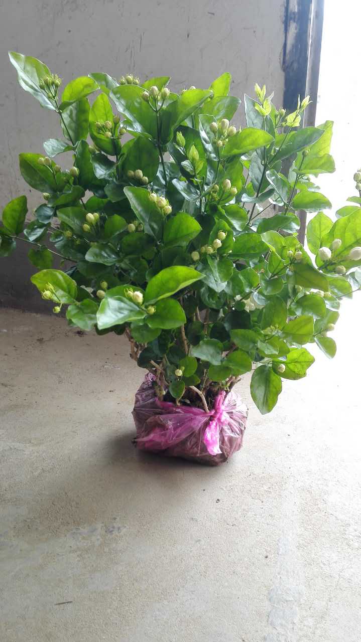 茉莉花原始圖片3
