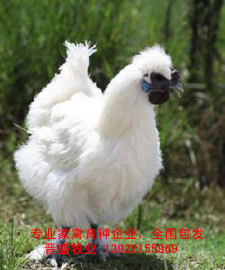 白鳳烏雞苗多少錢一只，廠家白鳳烏雞苗批發(fā)