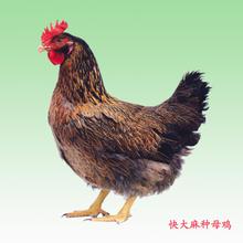 快d/m雞苗多少錢一只，廠家快d/m雞苗批發原始圖片2