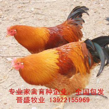 閹雞苗養(yǎng)殖技術(shù)，閹雞苗批發(fā)商現(xiàn)場培訓(xùn)