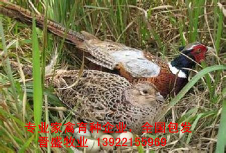 2019年美國七彩山雞苗報價，廠家出廠價格含運費