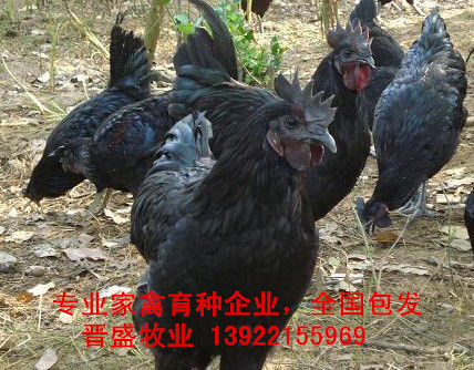 綠殼雞苗價(jià)格2019年報(bào)價(jià)，優(yōu)質(zhì)綠殼雞苗批發(fā)