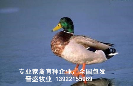 綠頭鴨苗養(yǎng)殖技術(shù)，綠頭鴨苗批發(fā)商現(xiàn)場(chǎng)培訓(xùn)