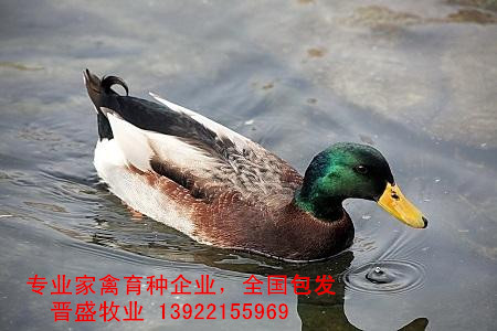 綠頭鴨苗養(yǎng)殖技術(shù)，綠頭鴨苗批發(fā)商現(xiàn)場培訓