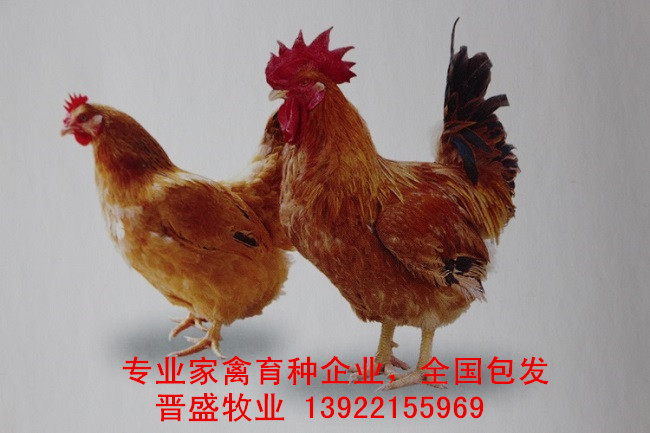 快大黃雞苗價(jià)格2019年報(bào)價(jià)，優(yōu)質(zhì)快大黃雞苗批發(fā)