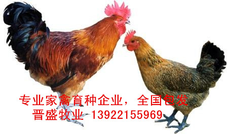 廠家麻雞苗價格，國內專業育種公司麻雞苗批發
