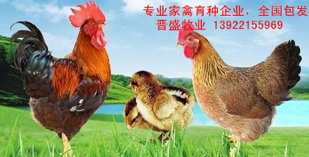 2019年清遠(yuǎn)麻雞苗報價，廠家出廠價格含運費