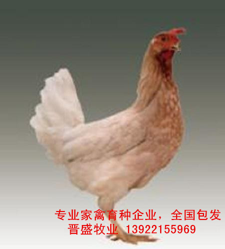 蛋雞苗養(yǎng)殖技術(shù)，蛋雞苗批發(fā)商現(xiàn)場(chǎng)培訓(xùn)