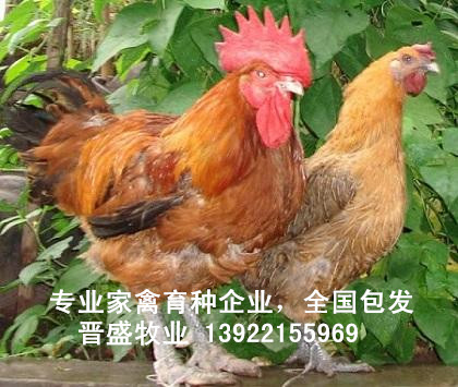 廣東肉雞苗價(jià)格，國(guó)內(nèi)專業(yè)肉雞種批發(fā)肉雞苗出售