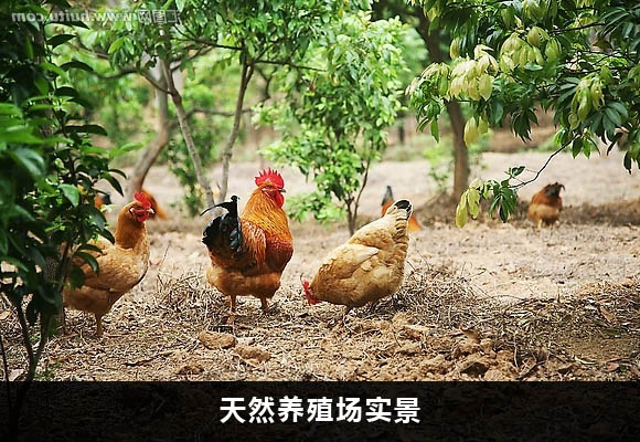 廣東肉雞苗價(jià)格，國(guó)內(nèi)專業(yè)肉雞種批發(fā)肉雞苗出售