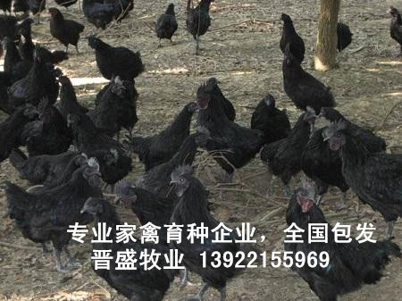 廠家黑毛烏骨雞苗價格，國內專業育種公司黑毛烏骨雞苗批發
