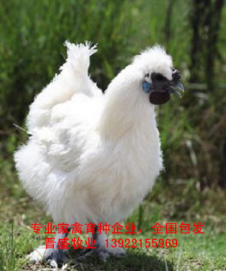廣東白烏雞苗價格，國內專業白烏雞種批發白烏雞苗出售