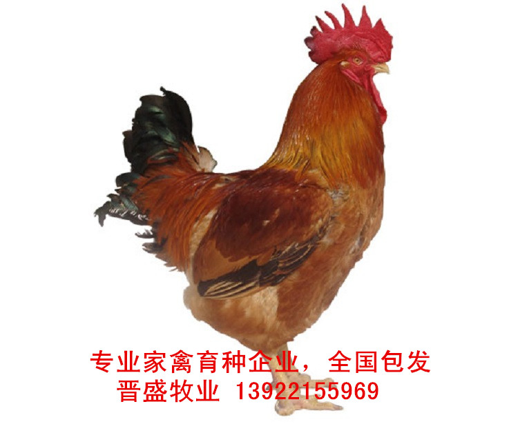 廠家良鳳花苗價格，國內(nèi)專業(yè)育種公司良鳳花苗批發(fā)