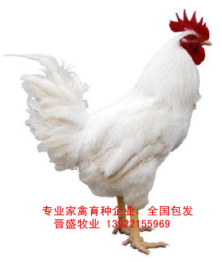 白羽烏雞苗價格實惠，白羽烏雞苗廠家批發全國包發
