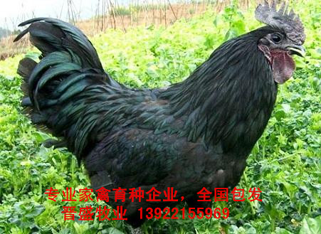 綠殼烏雞苗多少錢一只，廠家綠殼烏雞苗批發
