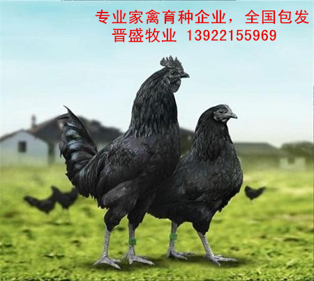 優質黑鳳烏骨雞苗批發，廠家直銷價格全國免費配送