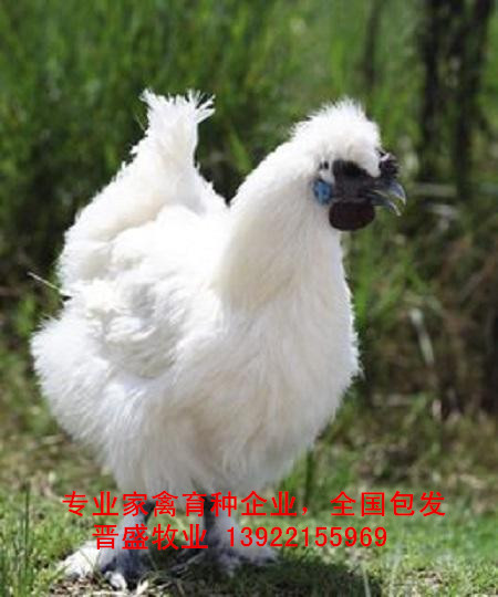 白鳳烏骨雞苗價格實惠，白鳳烏骨雞苗廠家批發(fā)全國包發(fā)