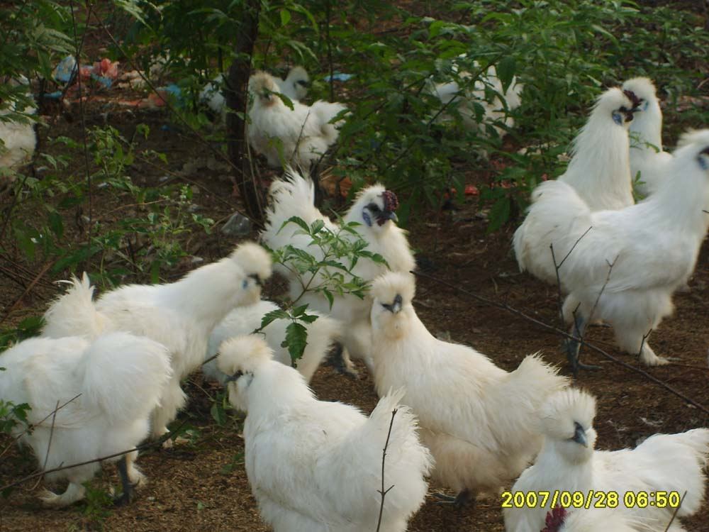 白鳳烏骨雞苗價格實惠，白鳳烏骨雞苗廠家批發(fā)全國包發(fā)