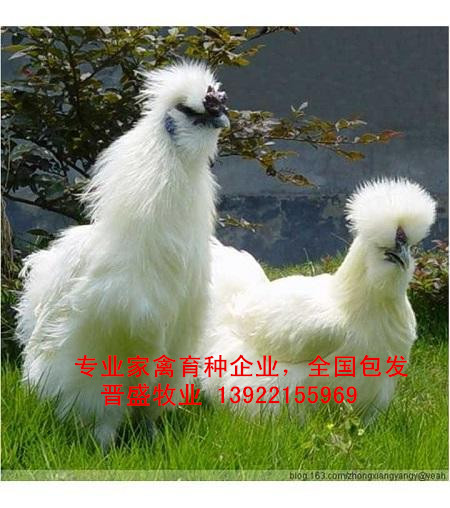 武山雞苗價格實惠，武山雞苗廠家批發全國包發