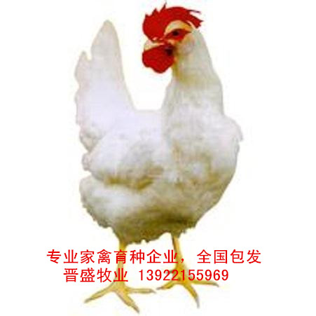 白殼蛋雞苗養(yǎng)殖技術(shù)，白殼蛋雞苗批發(fā)商現(xiàn)場(chǎng)培訓(xùn)