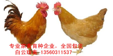 三黃雞苗廠家批發(fā)，全國(guó)包發(fā)三黃雞苗價(jià)格實(shí)惠