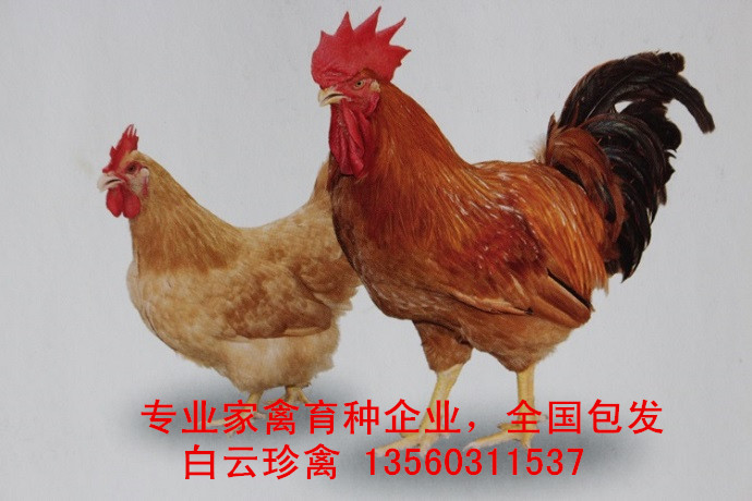 紅毛公雞苗多少錢一只，廠家紅毛公雞苗批發