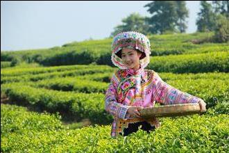 龍山苗族金茶的功效 對牙疼效果顯著