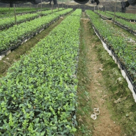 江西油茶苗,高产茶油树苗,两年生嫁接油茶苗