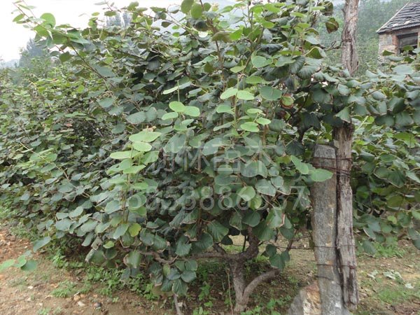 泰山mh桃廠家/利林果業(yè)