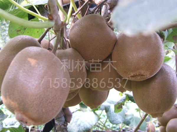 美味mh桃種植技術(shù)/利林果業(yè)